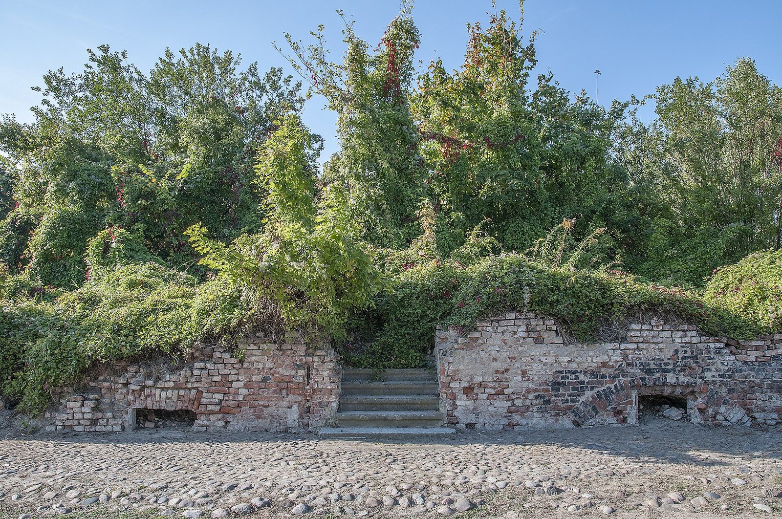 Low brick ruins and a flight of steps overgrown with green creepers, behind a cobbled street in the Altstadt, September 2017.